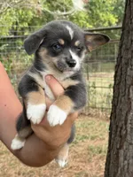 Full tail bluie, a female Cardigan Welsh Corgi and Pembroke Welsh Corgi for sale in Nashville, AR – 6 of 9