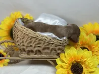 Red/cream dapple , a male Miniature Dachshund for sale in Nashville, AR – 3 of 4