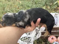 Silky dapple , a male Miniature Dachshund for sale in Nashville, AR – 4 of 7