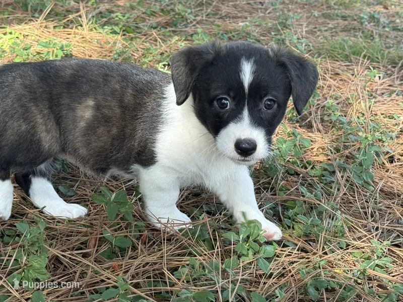 Brindle girl  – Cardigan Welsh Corgi, Pembroke Welsh Corgi puppy for sale in Nashville, AR