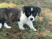 Brindle girl , a female Cardigan Welsh Corgi and Pembroke Welsh Corgi for sale in Nashville, AR – 7 of 10