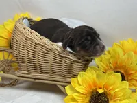 Chocolate girl, a female Miniature Dachshund for sale in Nashville, AR – 5 of 5