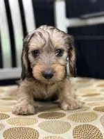 Red wire hair, a female Miniature Dachshund for sale in Nashville, AR – Photo 3 of 7