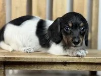 Piebald wire hair, a female Miniature Dachshund for sale in Nashville, AR – Photo 6 of 8