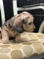 Red wire hair, a female Miniature Dachshund for sale in Nashville, AR – Photo 7 of 7