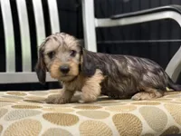 Red wire hair, a female Miniature Dachshund for sale in Nashville, AR – Photo 4 of 7