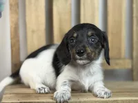 Piebald wire hair, a female Miniature Dachshund for sale in Nashville, AR – Photo 2 of 8