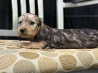 Red wire hair, a female Miniature Dachshund for sale in Nashville, AR – Photo 2 of 7