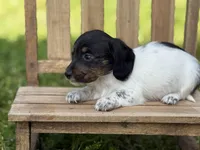 Piebald wire hair, a female Miniature Dachshund for sale in Nashville, AR – Photo 4 of 8