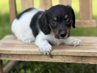 Piebald wire hair, a female Miniature Dachshund for sale in Nashville, AR – Photo 5 of 8