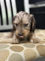 Red wire hair, a female Miniature Dachshund for sale in Nashville, AR – Photo 5 of 7