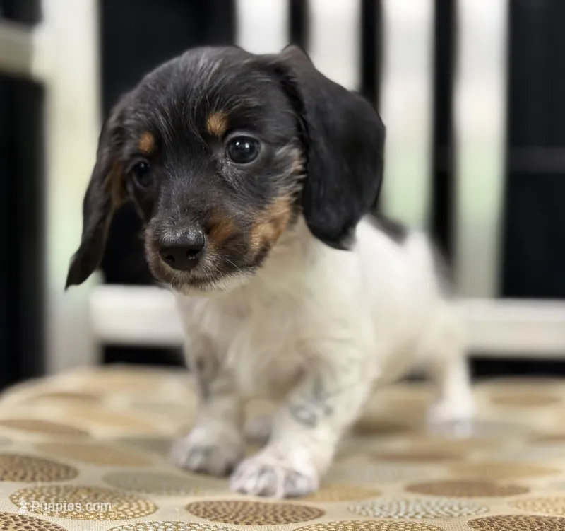 Piebald wire hair – Miniature Dachshund puppy for sale in Nashville, AR