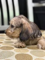 Red wire hair, a female Miniature Dachshund for sale in Nashville, AR – Photo 6 of 7