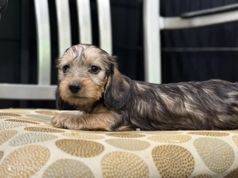 Red wire hair – Miniature Dachshund puppy for sale in Nashville, AR