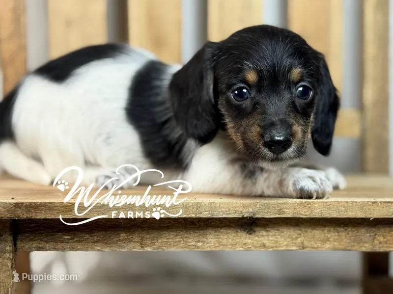 Piebald wire hair – Miniature Dachshund puppy for sale in Nashville, AR