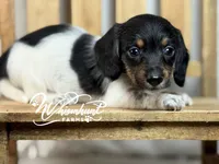 Piebald wire hair, a female Miniature Dachshund for sale in Nashville, AR – Photo 1 of 8