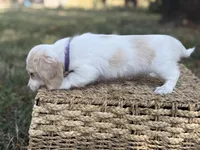 Blondie~ purple, a female Miniature Dachshund for sale in Nashville, AR – 8 of 10