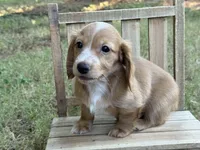 Dark cream - Blaze, a male Miniature Dachshund for sale in Nashville, AR – 8 of 8