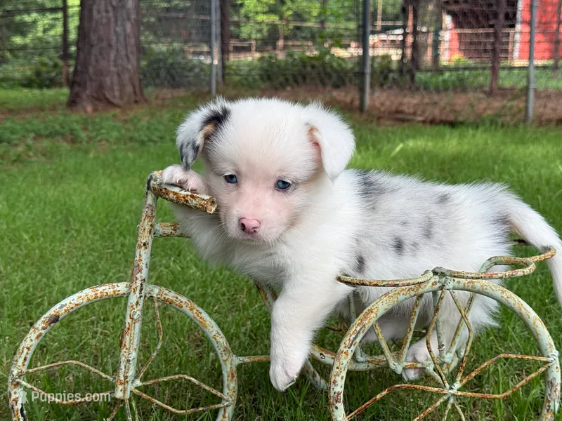  Merle. Full tail – Pembroke Welsh Corgi puppy for sale in Nashville, AR