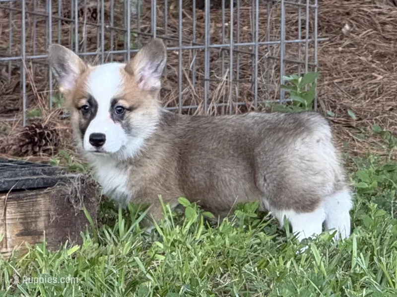 TC sable  – Pembroke Welsh Corgi puppy for sale in Nashville, AR