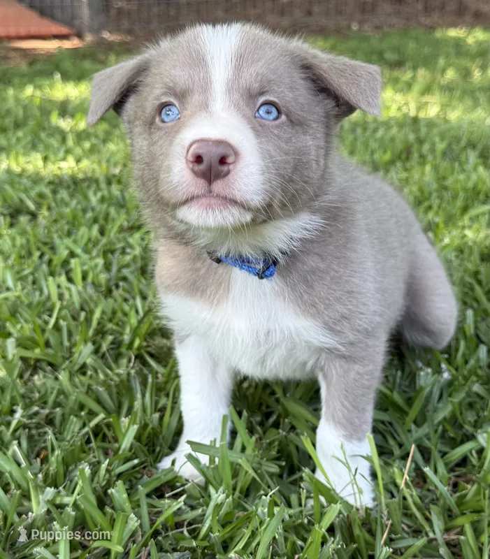 Lilac Boy – Border Collie puppy for sale in Nashville, AR