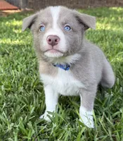 Lilac Boy, a male Border Collie for sale in Nashville, AR – 1 of 10