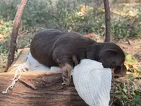 Chocolate girl , a female Miniature Dachshund for sale in Nashville, AR – 6 of 6