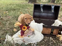 Oscar~ Dark cream , a male Miniature Dachshund for sale in Nashville, AR – 3 of 10