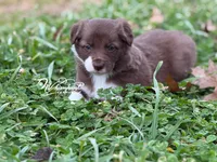 Red, a male Border Collie for sale in Nashville, AR – Photo 1 of 3