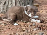 Red, a male Border Collie for sale in Nashville, AR – Photo 2 of 3