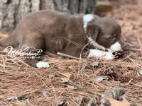 Red, a male Border Collie for sale in Nashville, AR – Photo 3 of 3