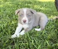 Lilac Boy, a male Border Collie for sale in Nashville, AR – 2 of 10