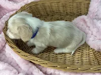 Cream pie, a female Miniature Dachshund for sale in Nashville, AR – 2 of 4