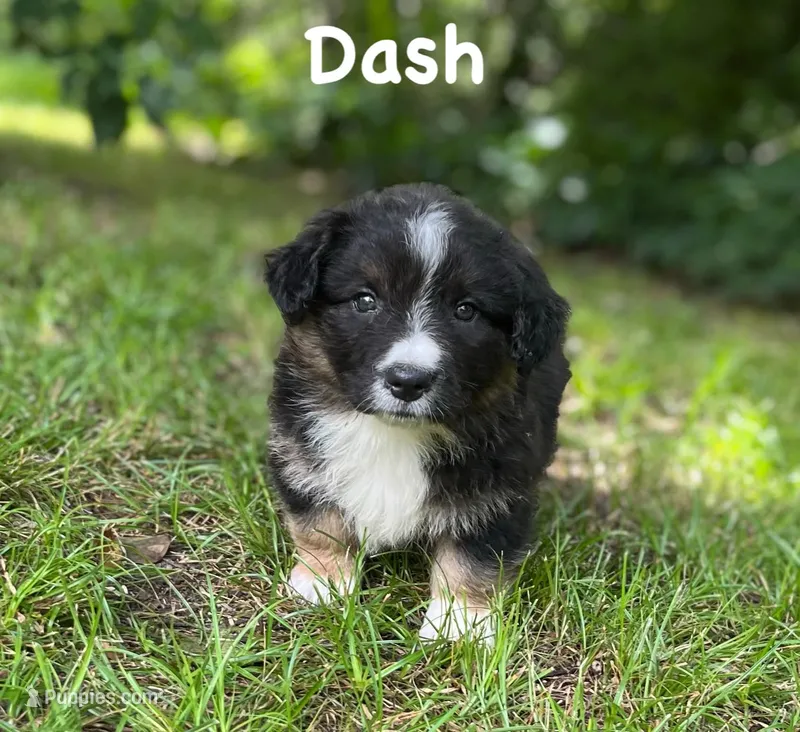 Dash- fluffy – Cardigan Welsh Corgi puppy for sale in Nashville, AR