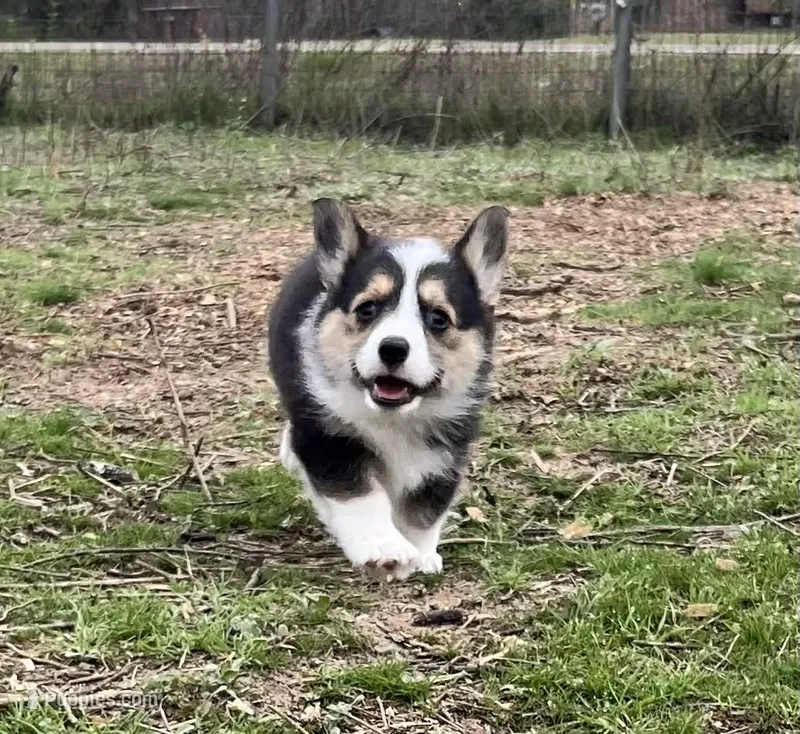 Missy – Pembroke Welsh Corgi puppy on hold in Nashville, AR