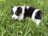 Mismark girl, a female Pembroke Welsh Corgi for sale in Nashville, AR – 5 of 6