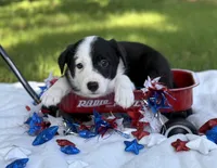 Patch, a male Border Collie for sale in Nashville, AR – 3 of 3