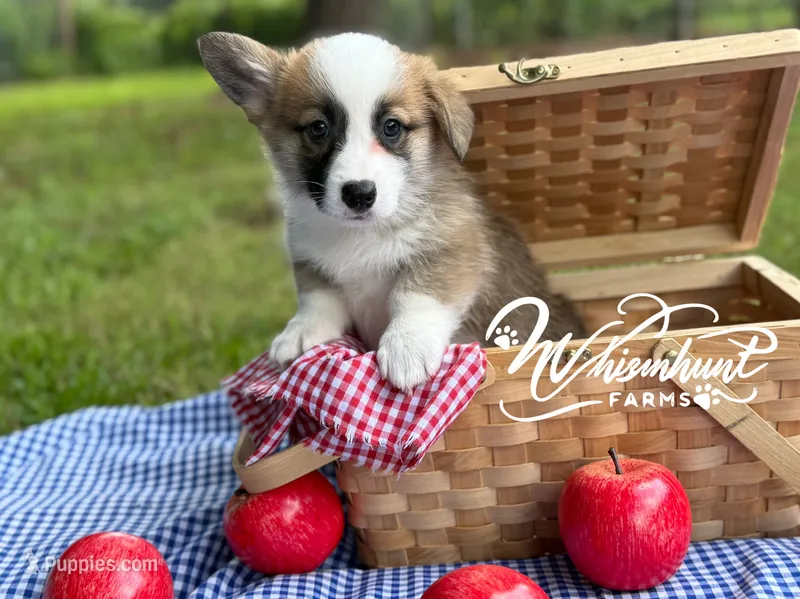 TC sable  – Pembroke Welsh Corgi puppy for sale in Nashville, AR