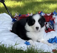 Miss priss, a female Border Collie for sale in Nashville, AR – 3 of 5