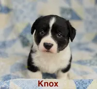 Knox, a male Cardigan Welsh Corgi for sale in Nashville, AR – 6 of 9