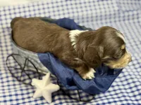 Choc n cream Boy AKC, a male Miniature Dachshund for sale in Nashville, AR – 8 of 8
