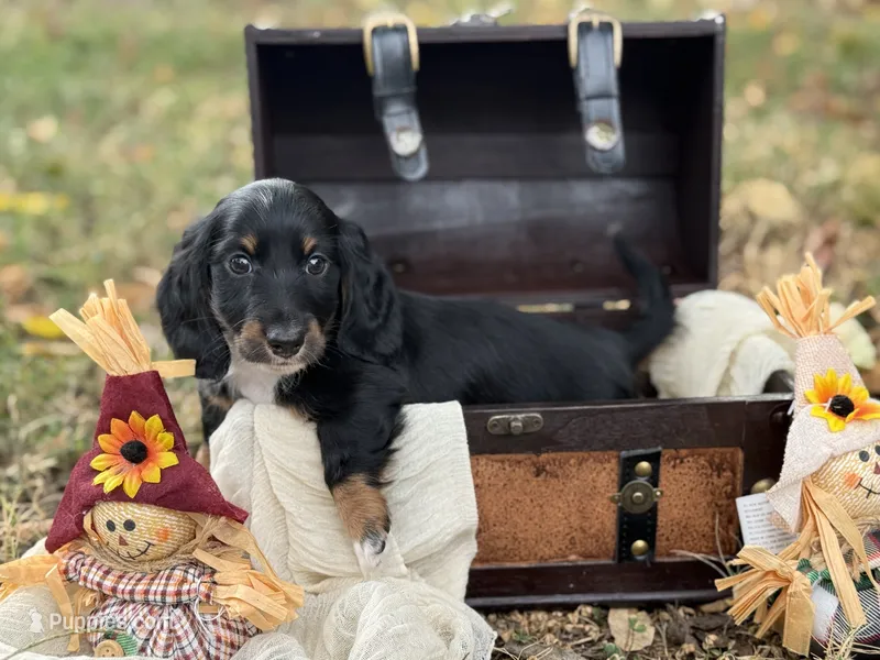 Black boy  – Miniature Dachshund puppy for sale in Nashville, AR