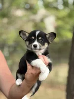 Missy, a female Cardigan Welsh Corgi and Pembroke Welsh Corgi for sale in Nashville, AR – 4 of 10