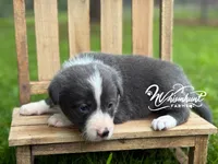 Smooth Blue G, a female Border Collie for sale in Nashville, AR – 2 of 2
