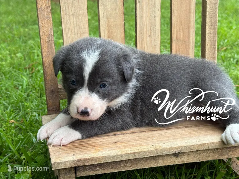 Smooth Blue G – Border Collie puppy for sale in Nashville, AR