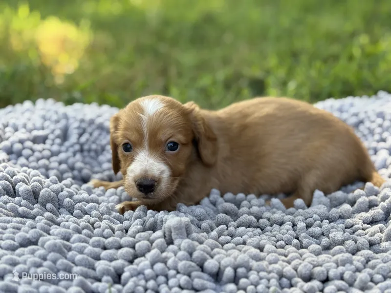 Dark cream - Blaze – Miniature Dachshund puppy for sale in Nashville, AR