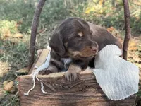 Chocolate girl , a female Miniature Dachshund for sale in Nashville, AR – 5 of 6