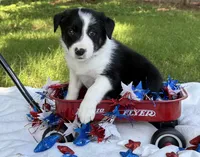 Sister, a female Border Collie for sale in Nashville, AR – 4 of 5