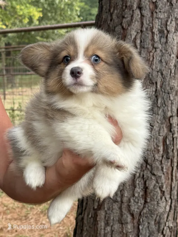Sable bluie fluff AKC – Pembroke Welsh Corgi puppy for sale in Nashville, AR