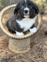 Brindle fluff , a male Cardigan Welsh Corgi and Pembroke Welsh Corgi for sale in Nashville, AR – 9 of 10
